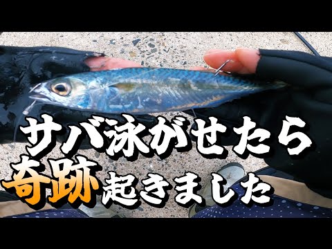 【泳がせ釣り】サバを泳がせると真鯛の王者が喰ってくる！特大サイズの大物達との戦い！【神回】