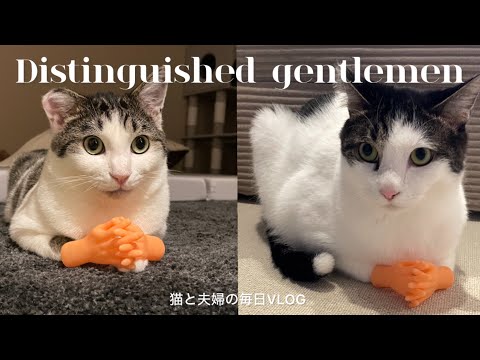 猫と夫婦の毎日VLOG#447 チビハンズで遊んでみる