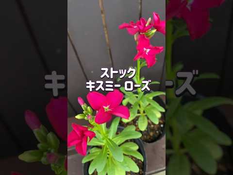 ストックのつぼみが膨らんだので一重と八重の見分けをして定植しました