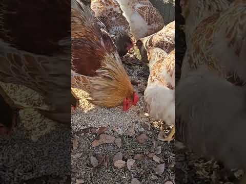 #bluelacedredwyandotte #chickens #farming #homesteading #hen #chickentractor #feed #rooster