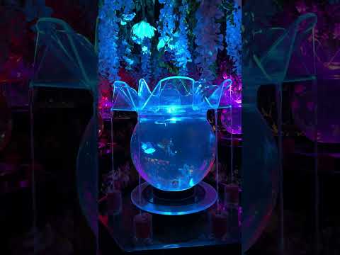 金魚泳ぐ幻想秋夜 (Shorts 6) -- アートアクアリウム美術館GINZA / ART AQUARIUM Museum GINZA (2024/10/4)