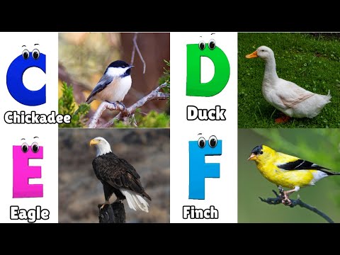 Birds ABC Song | Birds Alphabet Song | Learn English Alphabet Letters | Phonics for Kids