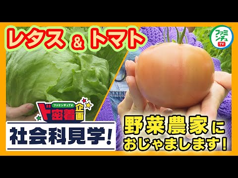 【沖縄県産野菜フェア①】野菜農家におじゃまします！糸満産レタス＆豊見城産とまとド密着企画　社会科見学！