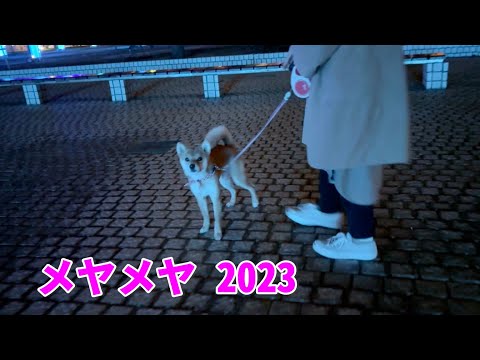 柴犬小夏と夜の散歩【メヤメヤ 2023】神戸メリケンパークライトアップイベント