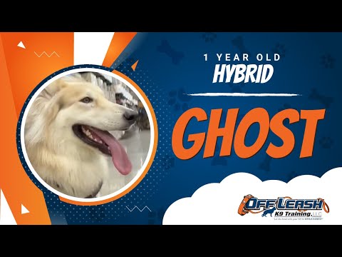 1 Y/O Hybrid (Ghost) | Best Dog Trainers in America