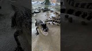 Baby Alligator Breakfast‼️ #gatorland #alligator #babyanimals