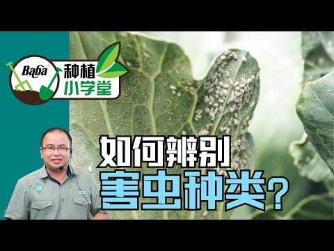 【Baba种植小学堂】看叶子辨识菜园里的害虫种类！怎样有机除虫/防治 x 介壳虫、毛毛虫、飞蛾幼虫、红蜘蛛、白粉虱、蚜虫、蓟马 | 病虫害有机防治