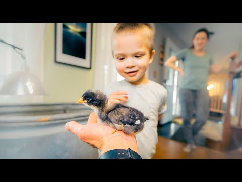 We bought baby CHICKS!