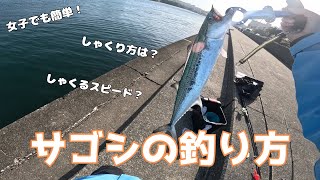 メタルジグでサゴシの釣り方はこれ！！【嫁目線】サゴシが釣れているこの時期にジグを投げた夕マヅメ。サゴシが釣れました！！