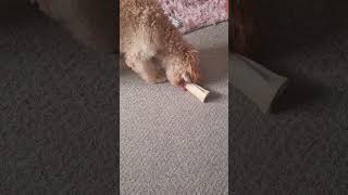 max enjoying his bone #maxthedog #dog #cutepet #adorabledog #cutepuppy  #cutedog #cockapoopuppy