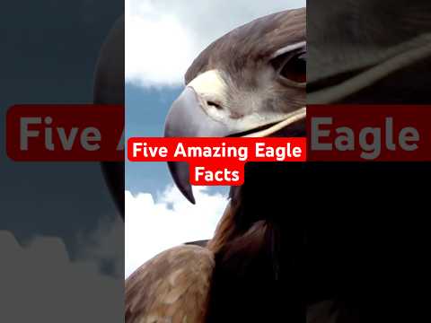 Five Amazing Facts About Eagles #eagles #amazingfacts #animalfacts