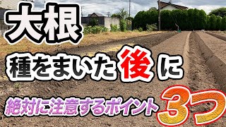 【大根】種をまいた後にやること。これらは絶対に注意してください！