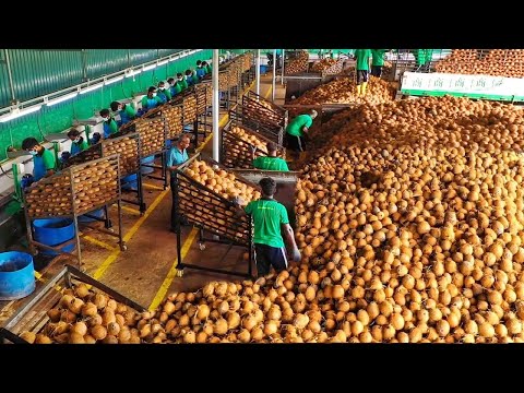 You Won't Believe How Coconut is Produced And What is Made Using Coconut