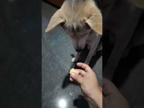 Dog Eating Apple