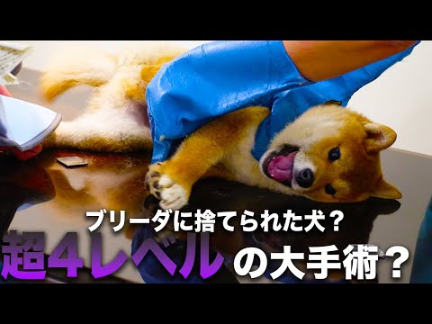 【売れないから】ブリーダーに遺棄された？柴犬を病院に連れて行ったら超難度の大怪我で手術？！