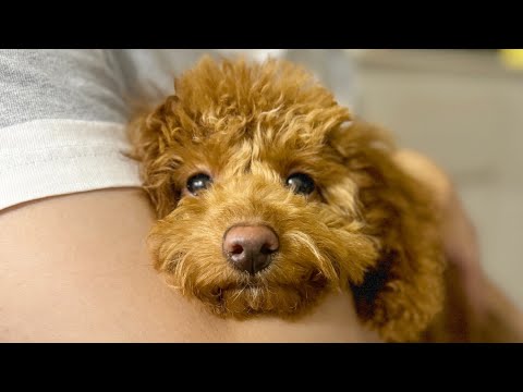 トイプードルの子犬(5ヶ月)女の子を家族に迎えました。