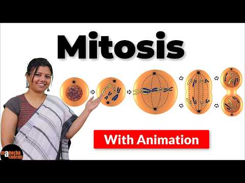 Mitosis Cell Division