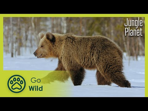 The Infinite Forest: Taiga | Jungle Planet 11/26 | Go Wild