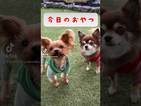 【犬のおやつ 無添加 手づくり】天然いのししスモークソーセージ✨🐶❤️🐶 #犬のいる暮らし #チワワ #ヨークシャーテリア