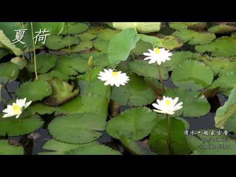 清水趙家古厝/夏荷