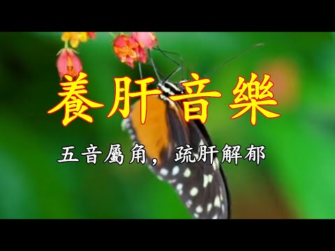 古琴音藥丨角調疏肝，養心解鬱去煩；古琴曲《莊周夢蝶》