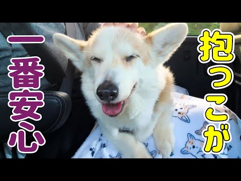 不安を感じやすくなったシニア犬に安心してもらいたいです