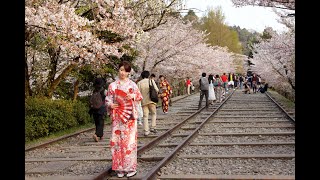 蹴上鐵道/岡崎櫻十石舟溜船 – 京都櫻花祭 Kyoto Keage Incline