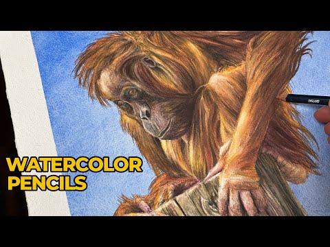 Watercolor Pencils - Orangutan