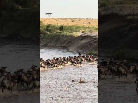 Great Wildebeest Migration, Masai Mara, Kenya