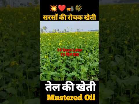 Sarso ki kheti |🚜🌾 Mustard farming | Farming technology #shorts #shots #short