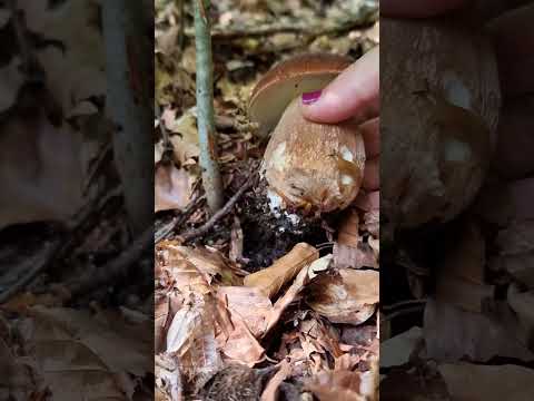 Summer cep and a small slug #shorts #shortvideo #foraging #boletusreticulatus