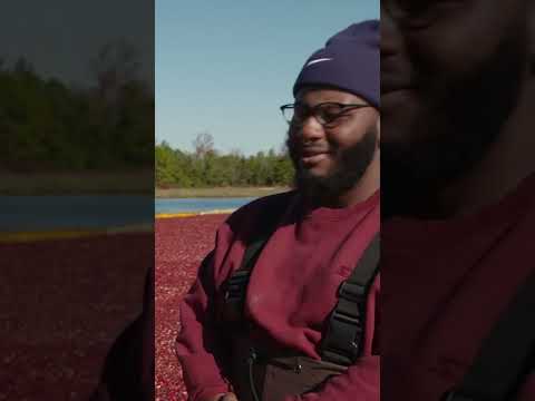 There are WHAT crawling around in cranberry bogs?! #cranberryfarm