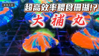 【藍箱水族】如何餵食珊瑚？！超高效率大補丸製作！