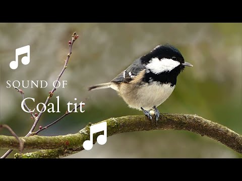 👉 S17 Coal tit ( Periparus ater ) | Pițigoi de brădet