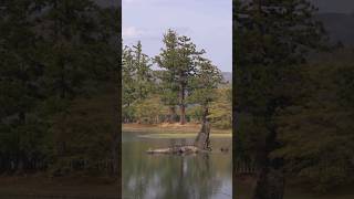 【日本平泉毛越寺】世界文化遺產，淨土庭園和美麗櫻花讓你沉思放鬆，藥師如來祈福實現願望 | 岩手縣旅遊景點推薦 #shorts #japantravel #japan