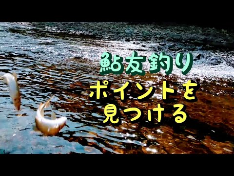 鮎釣り　釣れるポイントの見つけ方【実釣解説】