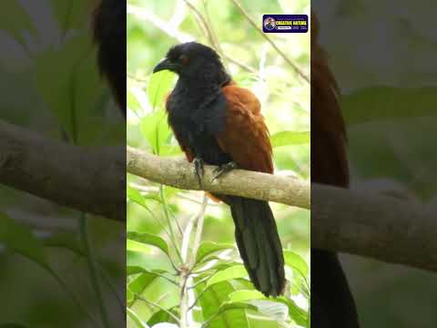 Indian Forest Birds | Voice of Birds of India | Creative Nature