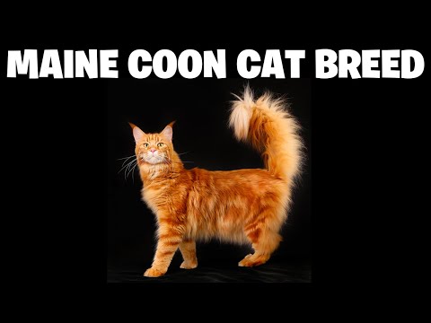 Maine Coon Cat Breed 10 Unknown Facts  Why Should Own One