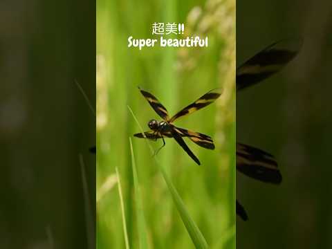 美麗的彩裳蜻蜓! Beautiful Dragonfly-Variegated Flutterer! #insect #wildlife #nature