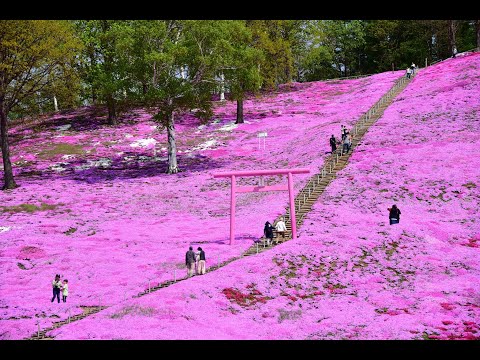 【北海道】東藻琴芝櫻公園-北海道第一名的芝櫻景點 (東藻琴芝桜公園)