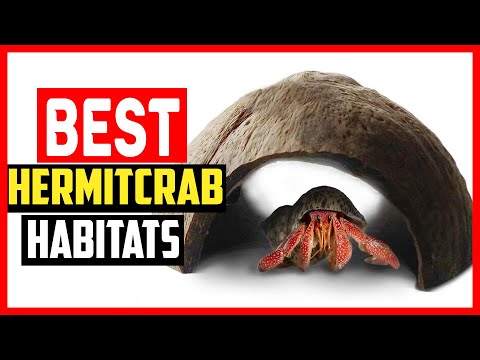 ✅The 6 Best Hermit Crab Habitats of 2023