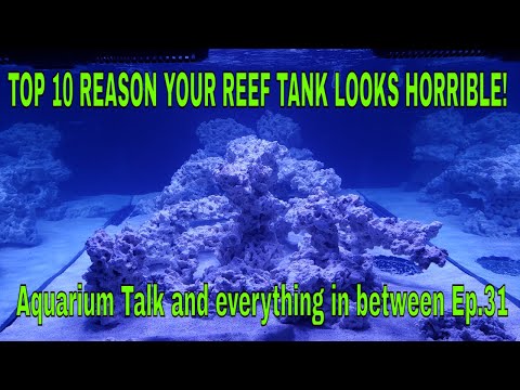 TOP 10 REASON YOUR REEF TANK LOOKS HORRIBLE!