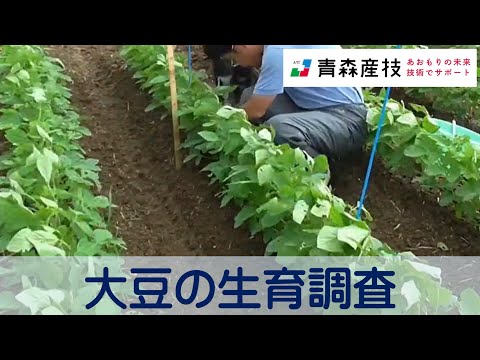 大豆の生育調査AS03【農林総合研究所】