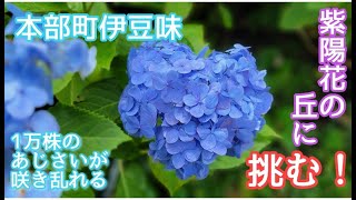 紫陽花の丘に挑む！