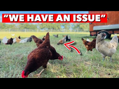 TWO HUGE PROBLEMS WITH RAISING LAYING HENS ON PASTURE