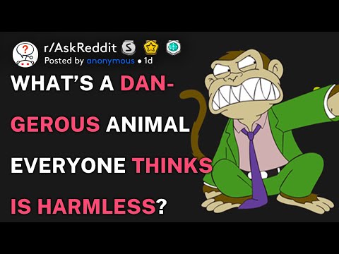 What's a dangerous animal that everyone thinks is harmless? (r/AskReddit)