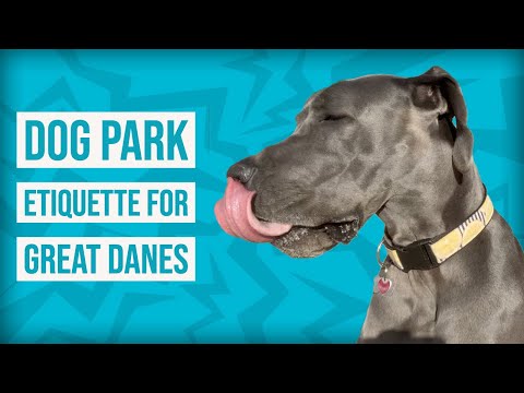 Dog Park Etiquette for Great Danes | Great Dane Care