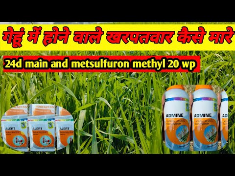 गेहूं में उगने वाले खरपतवार को कैसे कंट्रोल करे देखे इस वीडियो में।wheat 🌾 weed control pesticides।