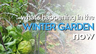 The Winter Garden in the Pacific Northwest