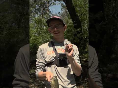 How to Fish the GLF Juvy Craw in Creeks!